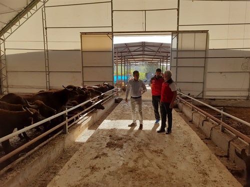 Kaymakamımız Sayın Kenan AKTAŞ, Eskiköy Mahallesinde bulunan manda çiftliğini ziyaret etti.