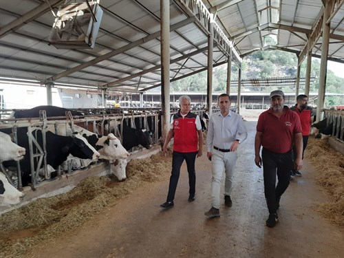 Kaymakamımız Sayın Kenan AKTAŞ, 52 başlık süt sığırcılığı tesisinde incelemelerde bulundu.  